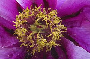 Close-up of pink flower