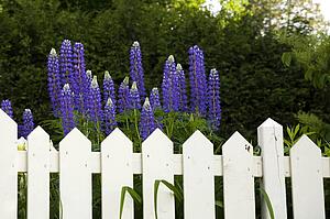Lupine flowers in a garden