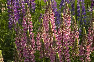 Lupine flowers in a garden