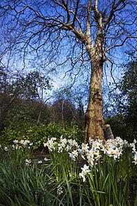 Spring flowers