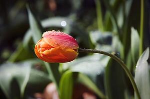 Tulip in a garden