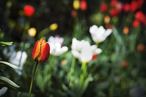 Tulip in a garden