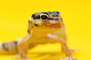 Baby Leopard Gecko licking its lips