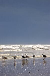 East Riding, Yorkshire, England; Terns and gulls on the foreshore