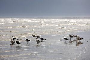 East Riding, Yorkshire, England; Terns and gulls on the foreshore