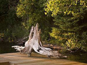 Lake of the Woods, Ontario, Canada; Weathered tree stump resting on pier