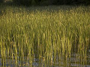 Lake of the Woods, Ontario, Canada; Abundance of green reeds in Lake of the Woods