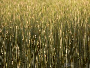 Lake of the Woods, Ontario, Canada; Abundance of green reeds in Lake of the Woods