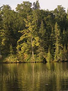 Lake of the Woods, Ontario, Canada; Large trees cover the bank of Lake of the Woods