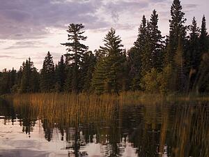Lake of the Woods, Ontario, Canada; Green weeds and forest reflect in a placid lake