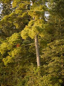 Lake of the Woods, Ontario, Canada; Foliage on river bank