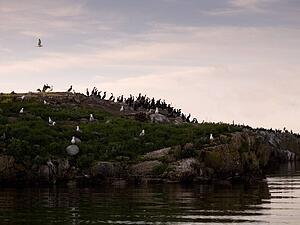 Lake of the Woods, Ontario, Canada; Seagulls and ducks share a rocky island