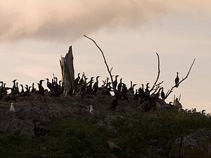 Lake of the Woods, Ontario, Canada; Seagulls and ducks share a rocky island