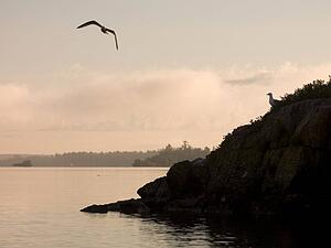 Lake of the Woods, Ontario, Canada; Seagull flying over a rocky island