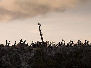 Lake of the Woods, Ontario, Canada; Seagulls, pelicans and ducks share a rocky island