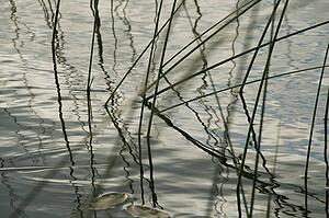 Lake of the Woods, Ontario, Canada; Reeds and reflections in Lake of the Woods