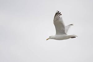 Lake of the Woods, Ontario, Canada; Gulls over the lake 