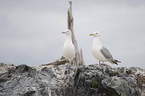 Lake of the Woods, Ontario, Canada; Gulls at the lake 