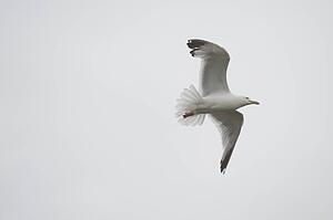 Lake of the Woods, Ontario, Canada; Gulls over the lake