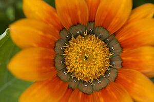 Lake of the Woods, Ontario, Canada; Colourful flowers in bloom