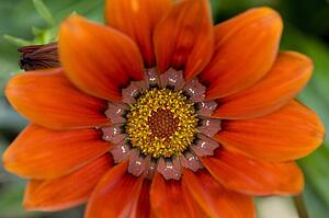 Lake of the Woods, Ontario, Canada; Colourful flowers in bloom