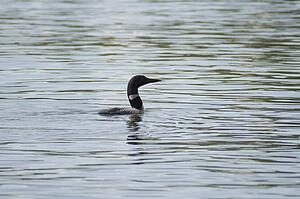 Lake of the Woods, Ontario, Canada; Lone bird swimming in lake