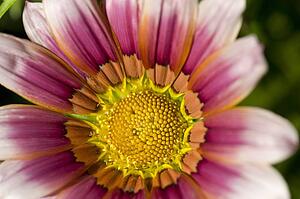 Lake of the Woods, Ontario, Canada; Close-up of a flower in a garden