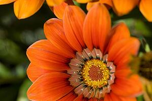 Lake of the Woods, Ontario, Canada; Close-up of a flower in a garden