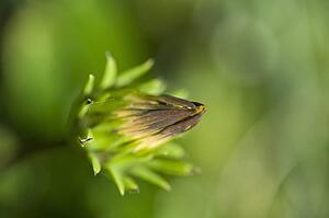 Lake of the Woods, Ontario, Canada; Close-up of a flower in a garden