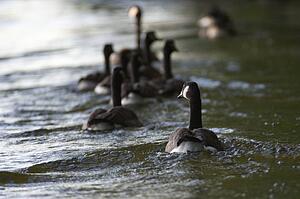 Lake of the Woods, Ontario, Canada; Canada geese swimming in lake