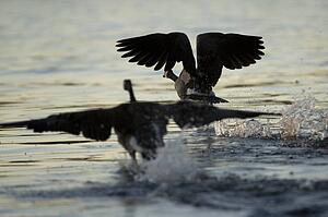 Lake of the Woods, Ontario, Canada; Canada geese in flight
