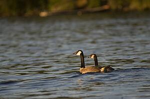 Lake of the Woods, Ontario, Canada; Canada geese on lake