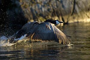 Lake of the Woods, Ontario, Canada; Canada goose in flight
