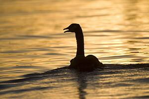 Lake of the Woods, Ontario, Canada; Silhouette of lone bird swimming in lake