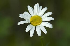 Lake of the Woods, Ontario, Canada; Close-up of a flower in a garden