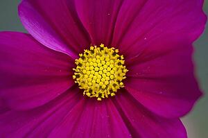 Lake of the Woods, Ontario, Canada; Close-up of a flower in a garden