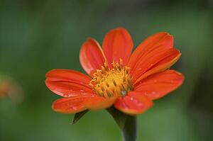 Lake of the Woods, Ontario, Canada; Flower in the woods