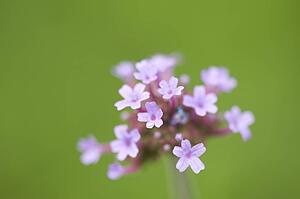 Lake of the Woods, Ontario, Canada; Flower in the woods