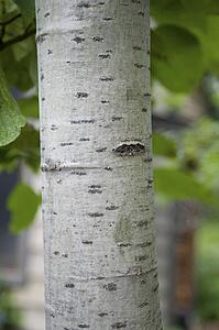 Lake of the Woods, Ontario, Canada; Close up of tree trunk