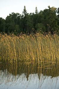 Lake of the Woods, Ontario, Canada; Yellow reeds casting reflections in lake