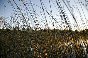 Lake of the Woods, Ontario, Canada; Sun shining through reeds in a lake
