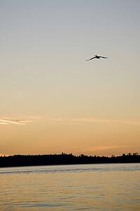 Lake of the Woods, Ontario, Canada; Bird in flight above lake with sunset