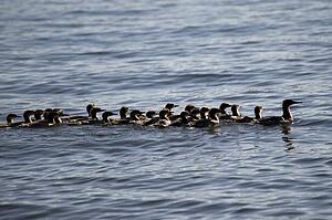 Lake of the Woods, Ontario, Canada; Duck and ducklings swimming in lake