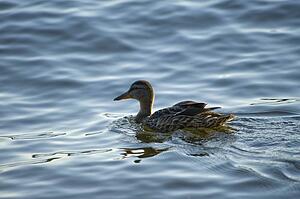Lake of the Woods, Ontario, Canada; Duck swimming in lake