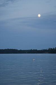 Lake of the Woods, Ontario, Canada; American white pelican swimming underneath a night sky