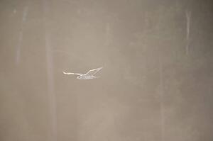 Lake of the Woods, Ontario, Canada; Solitary bird in flight