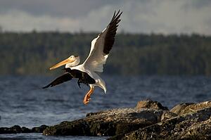 Lake of the Woods, Ontario, Canada; Birds taking off and landing