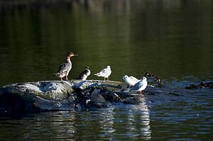 Lake of the Woods, Ontario, Canada; Ducks and gulls share a rocky outcrop