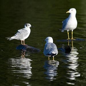 Lake of the Woods, Ontario, Canada; Three Ring-billed Gulls standing in the water