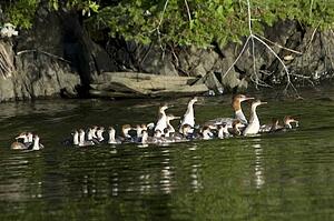 Lake of the Woods, Ontario, Canada; Ducks and ducklings on the water